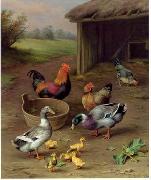 unknow artist Poultry 077 china oil painting reproduction